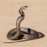 Brown snake