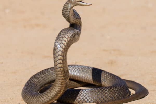 Eastern Brown snakes will attack if provoked 