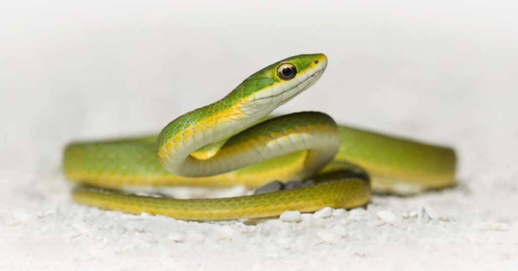 Snakes in Maine - Smooth Green Snake