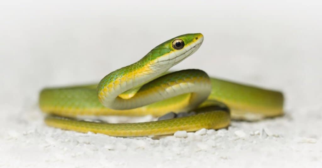 Opheodrys vernalis (Smooth green snake) - Michigan Natural