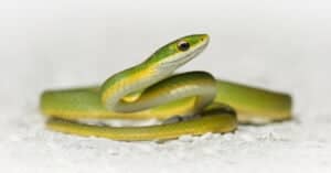 Discover the Largest Smooth Green Snake Ever Recorded Picture