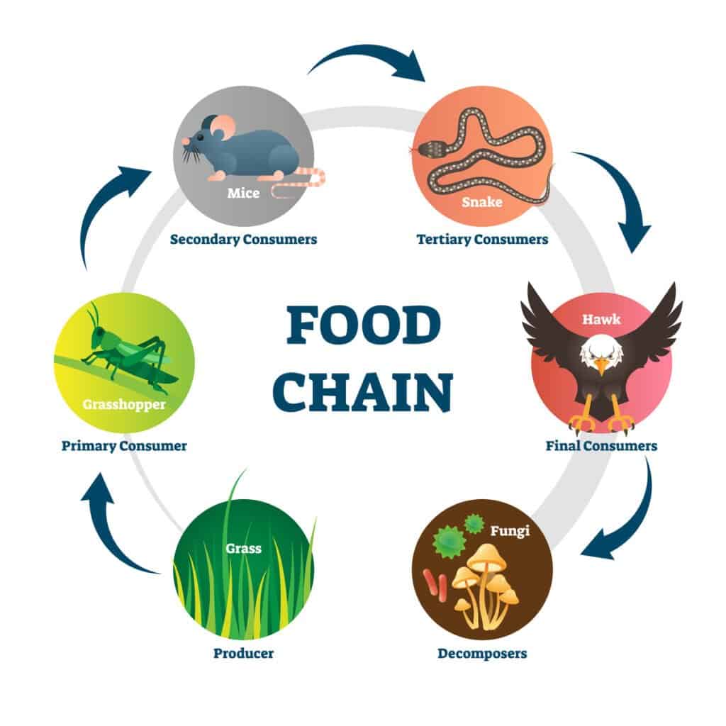 Food Chain Vs Food Web Newagepitbulls