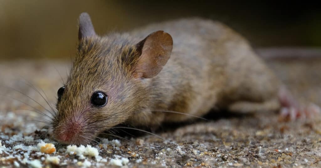 Do Mothballs Keep Mice Away?