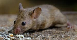 Discover 4 Rodents Spreading Germs Throughout Virginia Picture