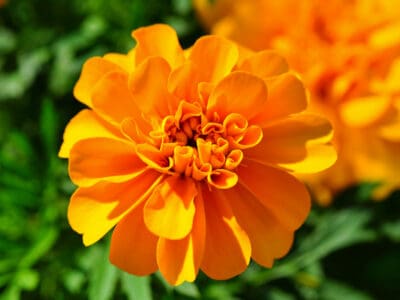 A 7 Full Sun Annual Flowers