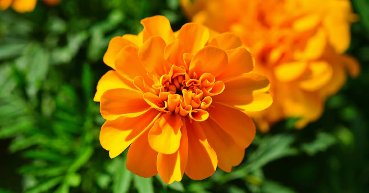 Are Marigolds Poisonous - Marigold flower