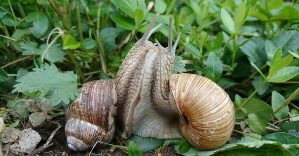 Snail Mating Habits - Snails Mating