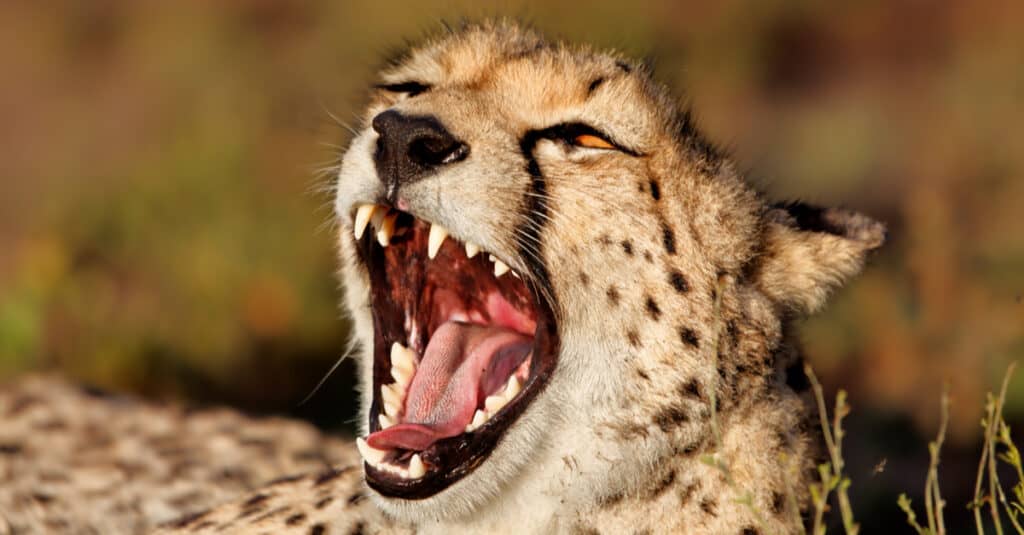 Cheetah vs Lion - Cheetah Teeth với miệng mở