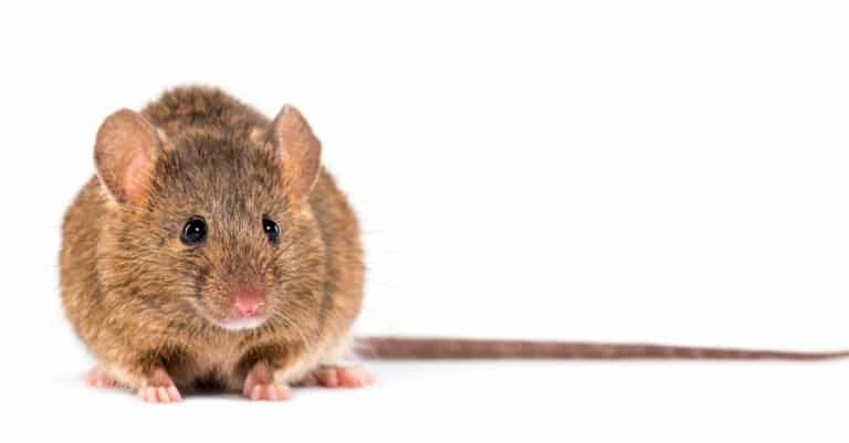 Vole vs Mouse