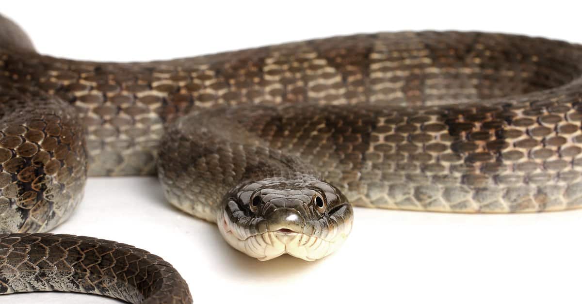Snakes in Maine - Northern Water Snake / Lake Erie Watersnake (Nerodia sipedon insularum)