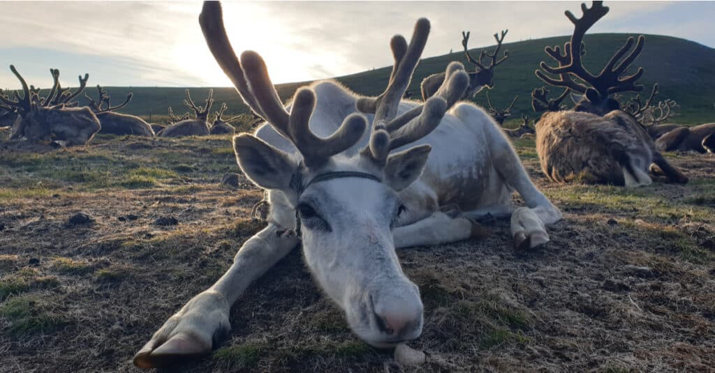 Reindeer on ground