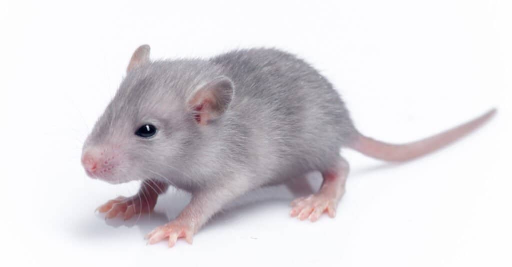 Rat Lifespan: How Long Do Rats Live? - A-Z Animals