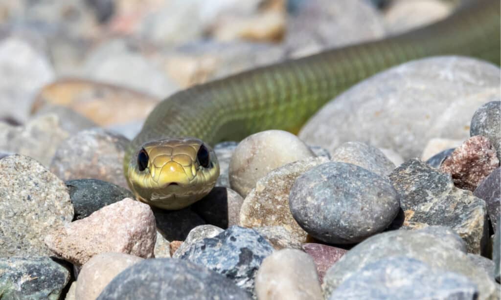 Norther American Racer Snake