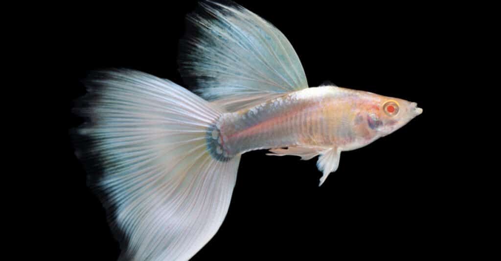 small white tropical fish