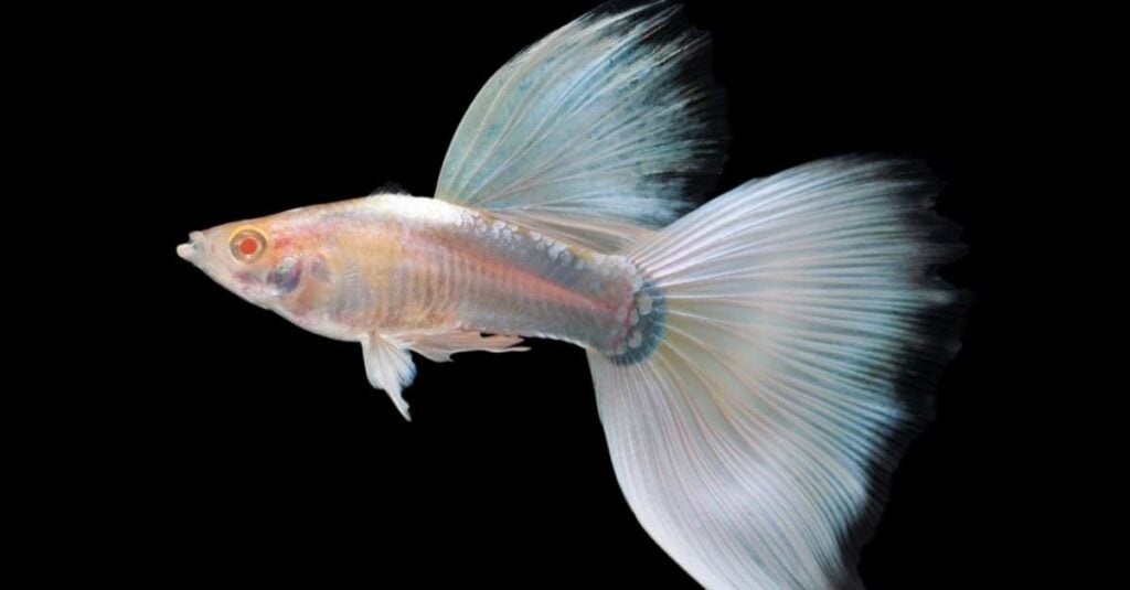 White Fish - Guppy