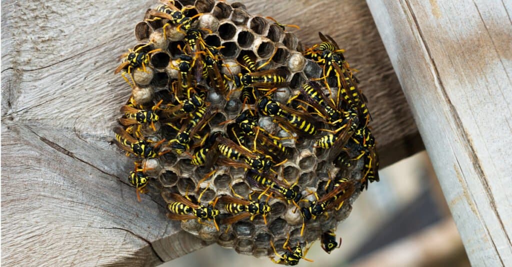Wasp Nest vs Hornet Nest