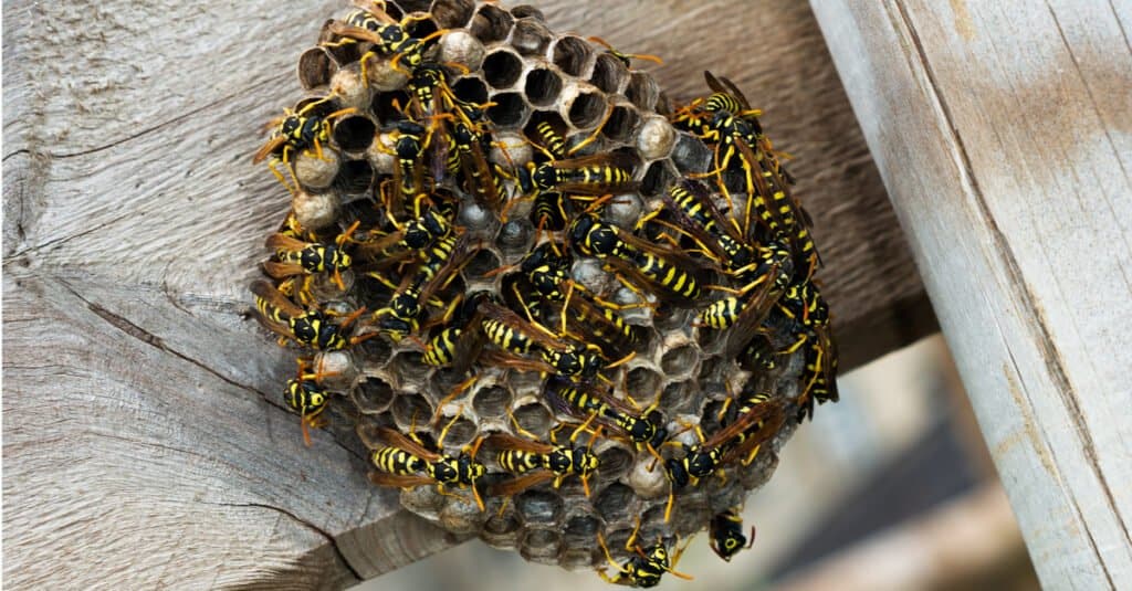 Mud/Dirt Dauber Vs Wasp