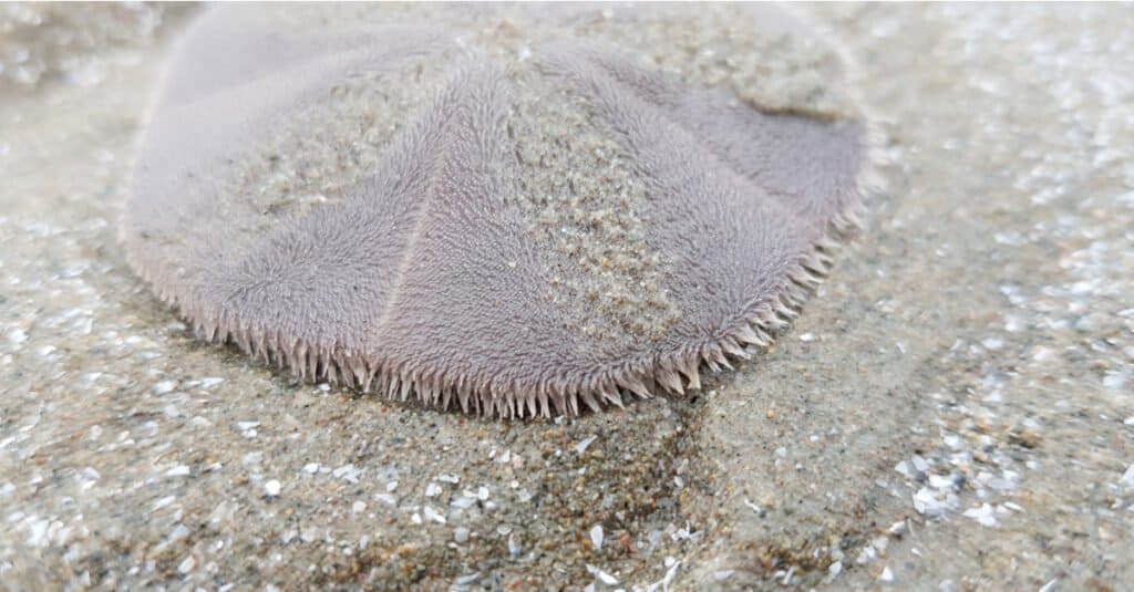 Beth's Blog: A Sand Dollar is a Sand Dollar or Is It?