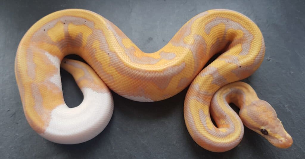 Snake Names: 77 Incredible Names For Your Pet Snake - AZ Animals