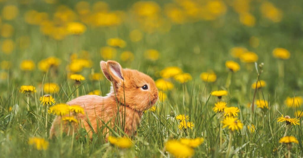 baby rabbit in a flower field