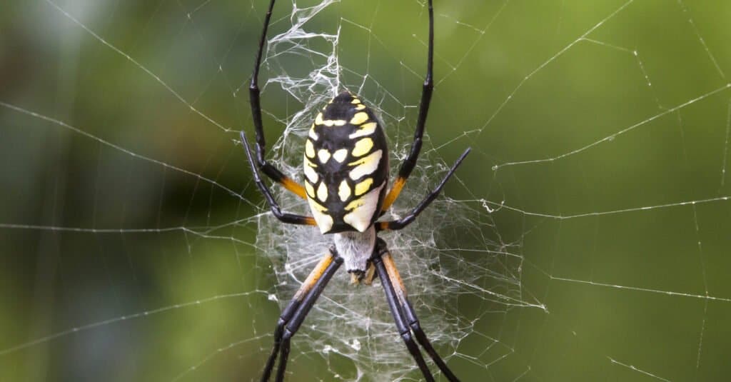 Are Yellow Garden Spiders Poisonous or Dangerous - Yellow Garden Spider