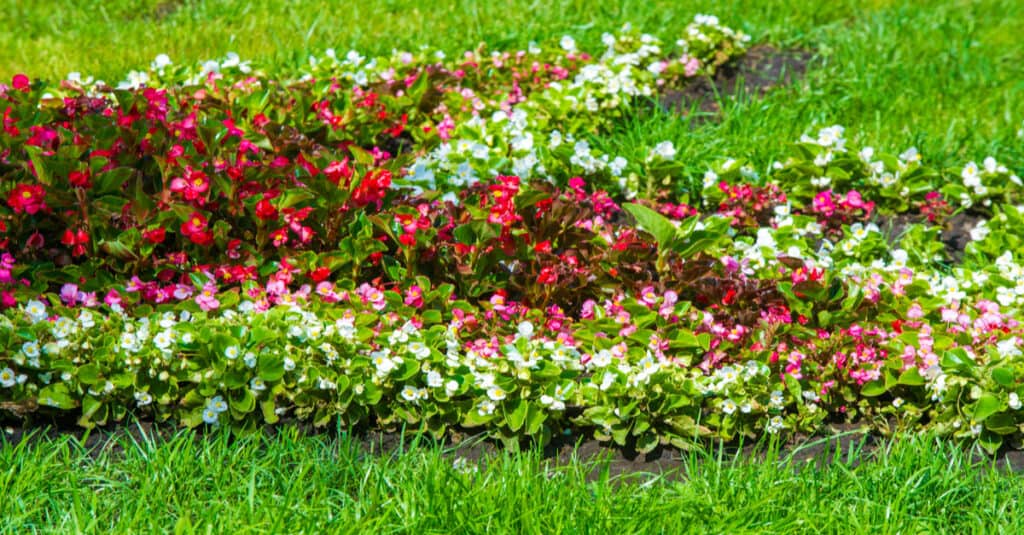 Are Begonias Poisonous to Dogs or Cats - Begonia