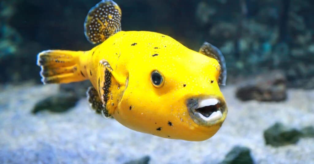 Freshwater Pufferfish - Golden puffer