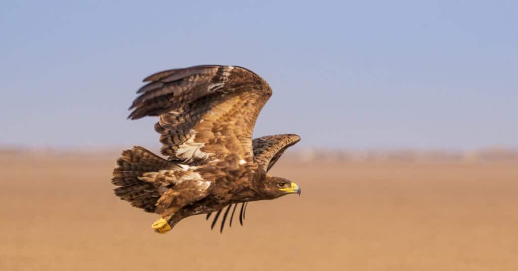 Steppe Eagle