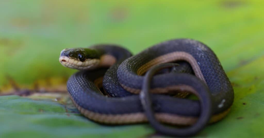 Snakes in Mississippi - Delta Glossy Swamp Snake (Crayfish Snake)