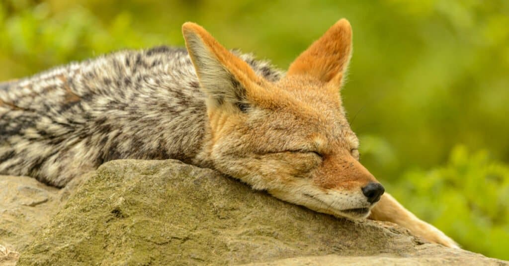 How and Where Do Coyotes Sleep - Coyote Resting