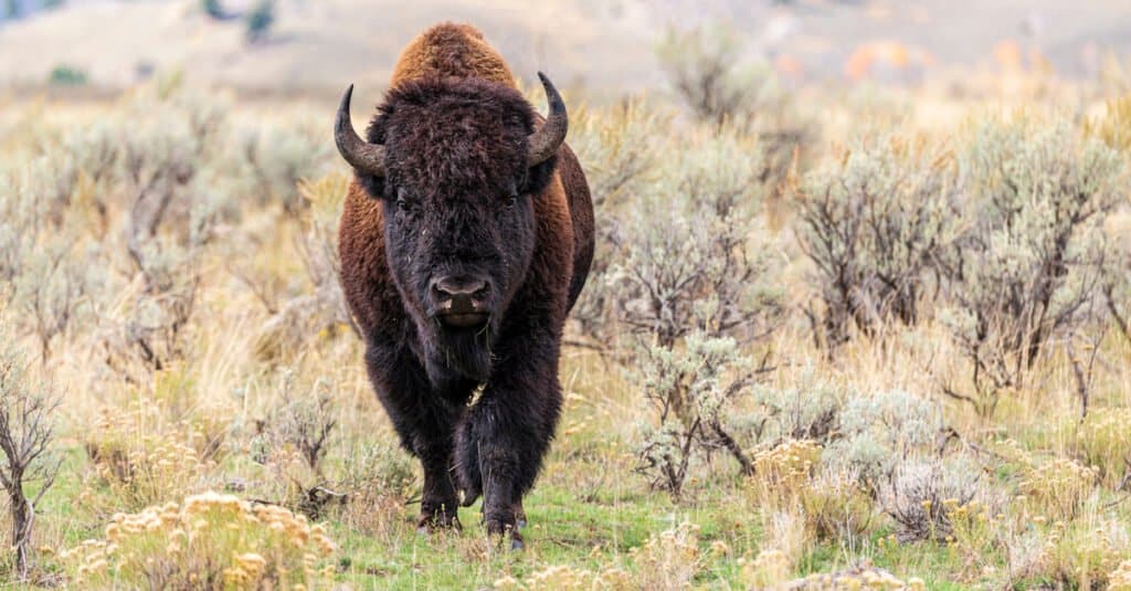 Bison in Yellowstone National Park