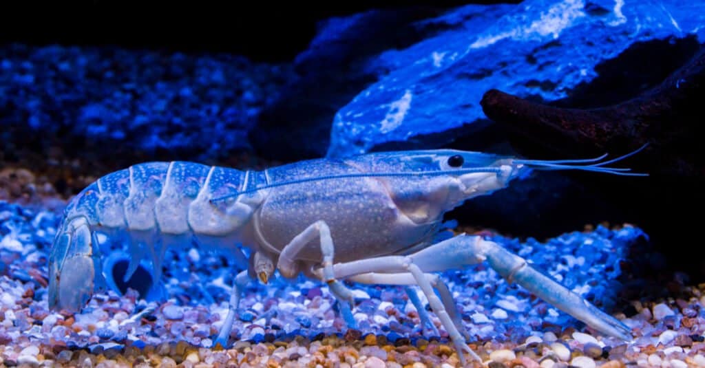 Blue Fish - Blue Crayfish