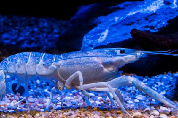 The blue crayfish (Procambarus alleni), is a species of freshwater crayfish endemic to Florida in the United States. It is listed as a species of Least Concern.