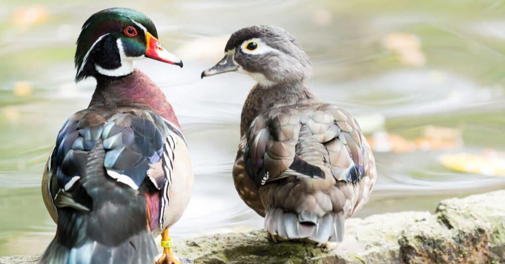 What Do Wood Ducks Eat