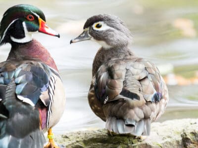 A Duck vs Goose: 5 Key Differences for These Birds!