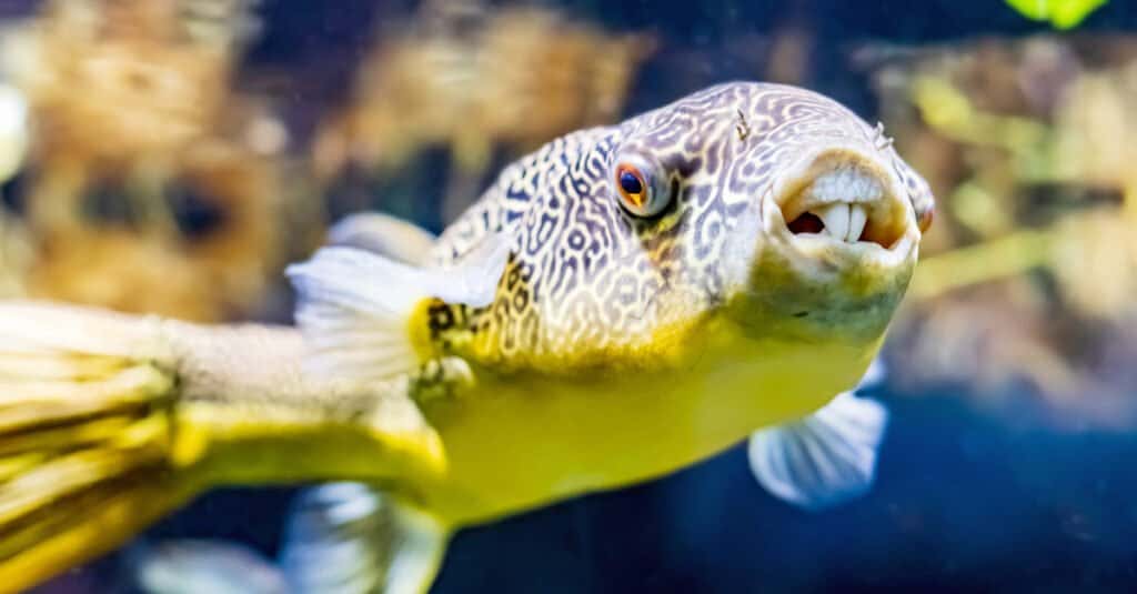 Freshwater Pufferfish - MBU Pufferfish