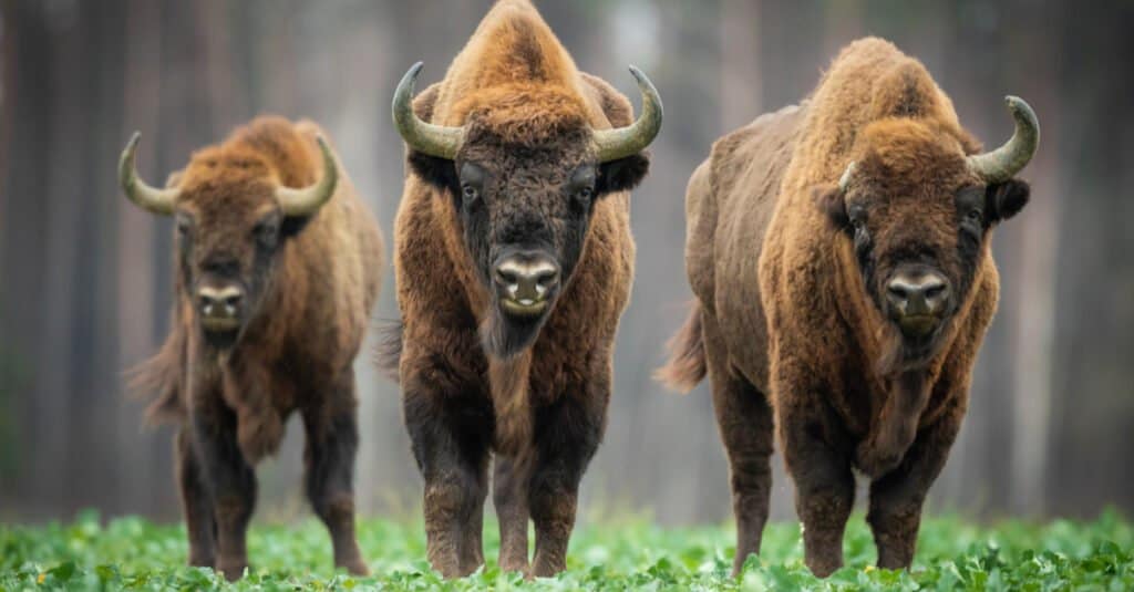European Bison vs American Bison: 4 Key Differences Explained - AZ Animals