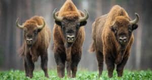 European Bison vs American Bison: 4 Key Differences Explained Picture