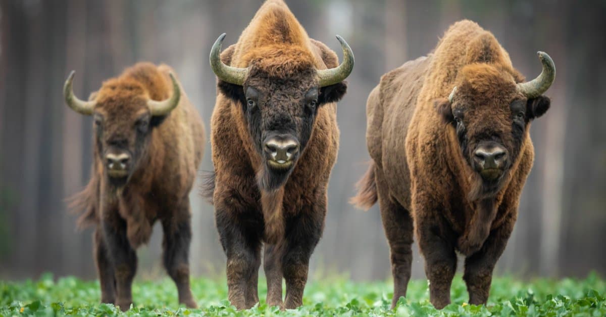 Bison vs Ox: 5 Key Differences Explained - AZ Animals
