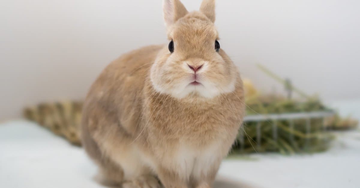 How Big Do Dwarf Rabbits Get? - AZ Animals