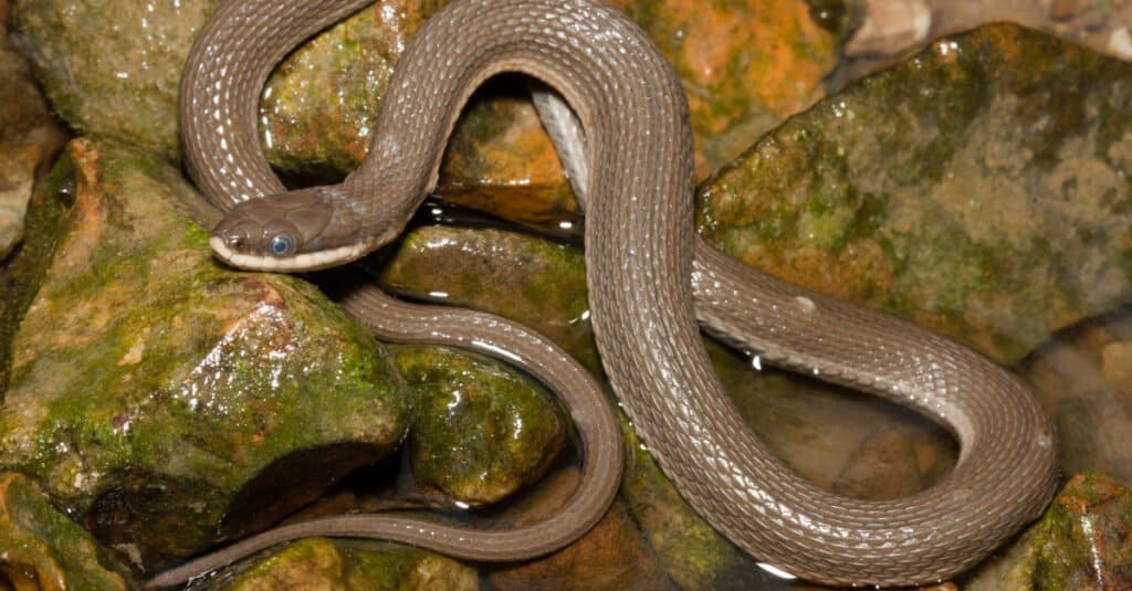 Queen Snakes inhabit rocky-bottomed streams and prey on crayfish.