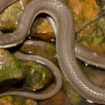 Queen Snake