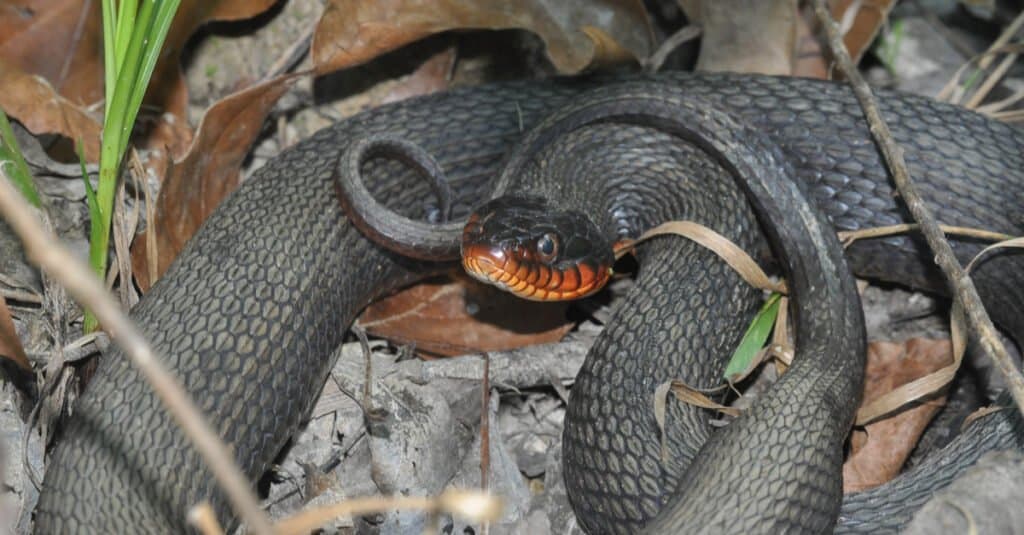 Copper-bellied Water Snake (Nerodia erythrogaster neglecta) - Copperbelly Water Snake