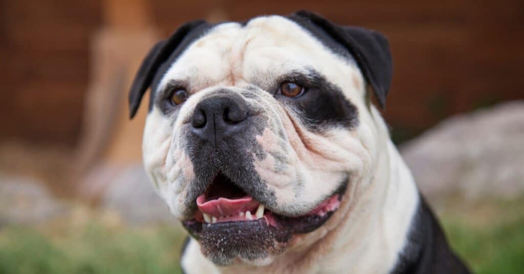 olde english bulldog full grown