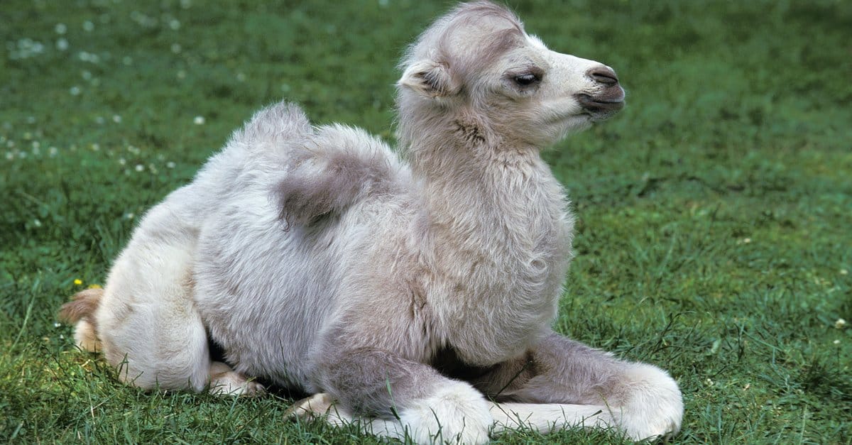 Bactrian Camel AZ Animals