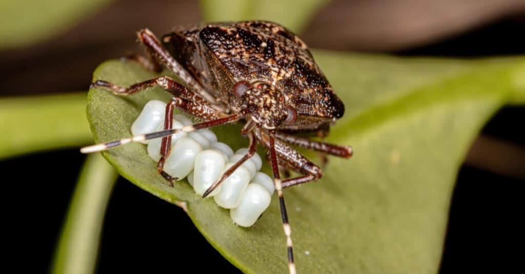 What Do Stink Bugs Eat - Stink Bug with Larvae