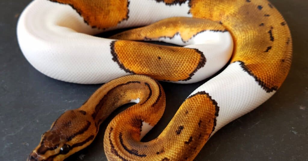 Pinstripe Pied Ball Python