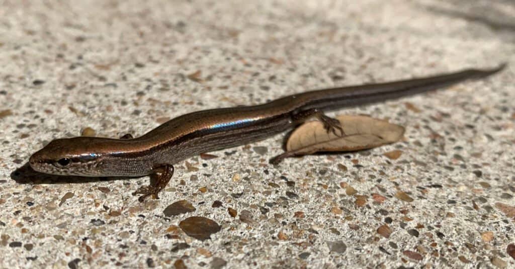 Smallest Lizards - Brown Skink