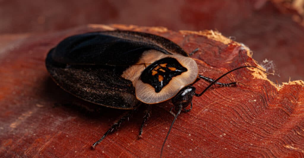 Death's head cockroach