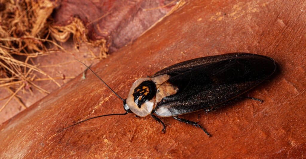 Death's head cockroach